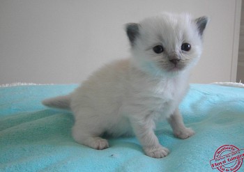 chaton mâle blue point-mitted 1 - 20 jours - Chatterie Ragdolls du Val de Beauvoir